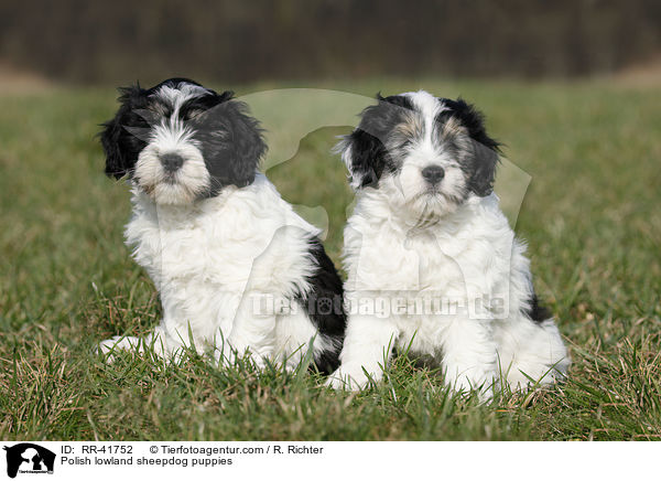 Polnischer Niederungshtehund Welpen / Polish lowland sheepdog puppies / RR-41752