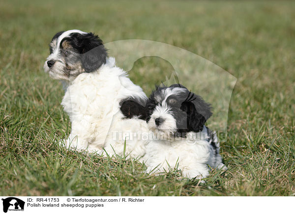 Polnischer Niederungshtehund Welpen / Polish lowland sheepdog puppies / RR-41753