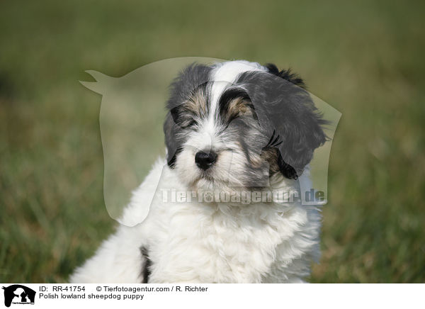 Polnischer Niederungshtehund Welpe / Polish lowland sheepdog puppy / RR-41754