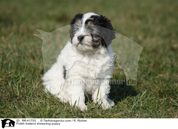 Polnischer Niederungshtehund Welpe / Polish lowland sheepdog puppy / RR-41755