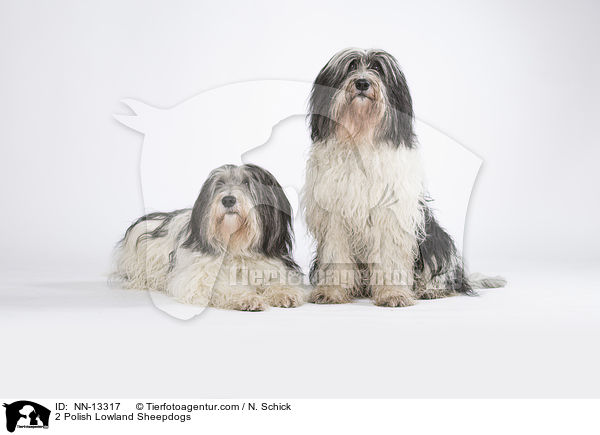 2 Polnische Niederungshtehunde / 2 Polish Lowland Sheepdogs / NN-13317