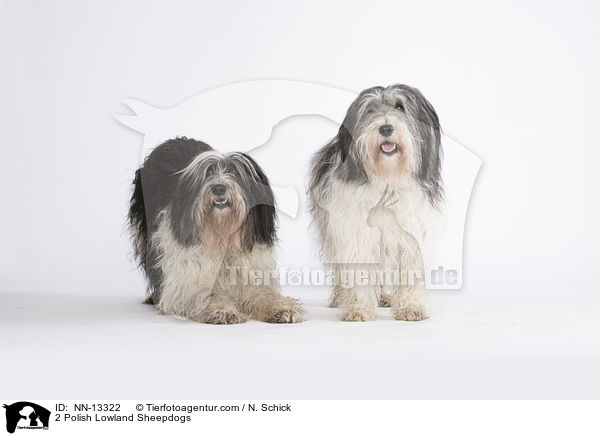 2 Polnische Niederungshtehunde / 2 Polish Lowland Sheepdogs / NN-13322