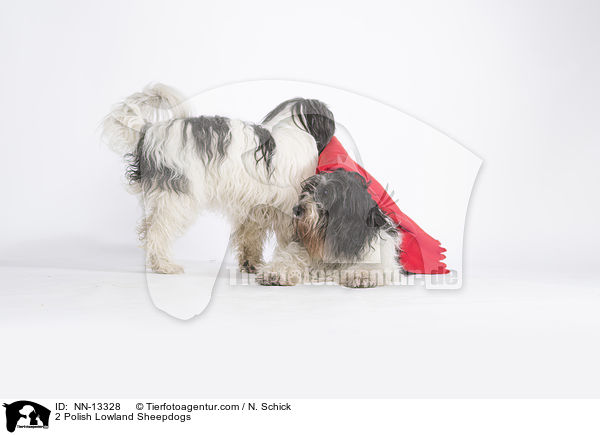 2 Polnische Niederungshtehunde / 2 Polish Lowland Sheepdogs / NN-13328