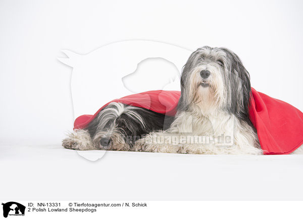 2 Polish Lowland Sheepdogs / NN-13331