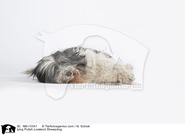 liegender Polnischer Niederungshtehund / lying Polish Lowland Sheepdog / NN-13341