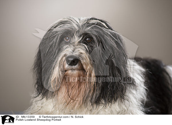 Polish Lowland Sheepdog Portrait / NN-13359