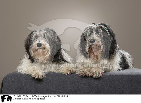 2 Polnische Niederungshtehunde / 2 Polish Lowland Sheepdogs / NN-13364