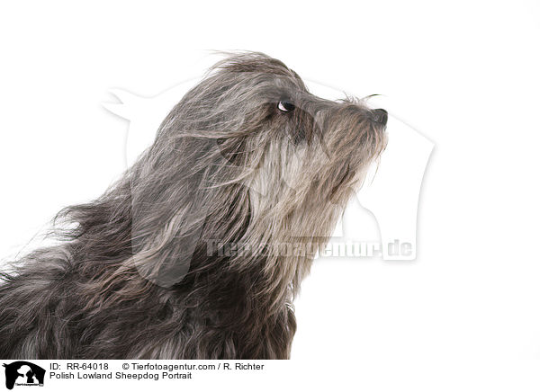 Polnischer Niederungshtehund Portrait / Polish Lowland Sheepdog Portrait / RR-64018