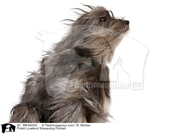 Polnischer Niederungshtehund Portrait / Polish Lowland Sheepdog Portrait / RR-64020