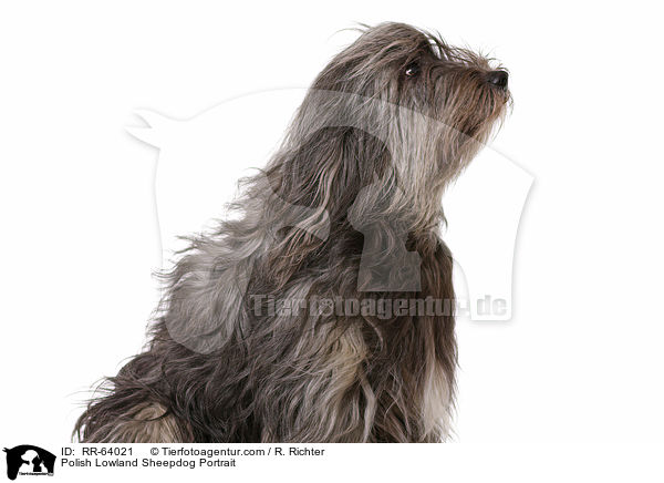 Polish Lowland Sheepdog Portrait / RR-64021