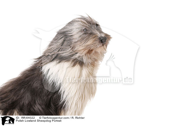 Polnischer Niederungshtehund Portrait / Polish Lowland Sheepdog Portrait / RR-64022