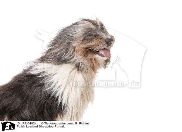 Polnischer Niederungshtehund Portrait / Polish Lowland Sheepdog Portrait / RR-64024