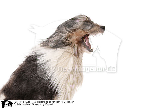 Polnischer Niederungshtehund Portrait / Polish Lowland Sheepdog Portrait / RR-64025