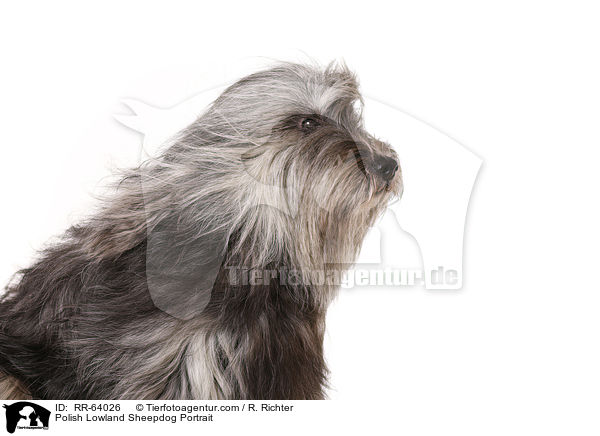 Polnischer Niederungshtehund Portrait / Polish Lowland Sheepdog Portrait / RR-64026