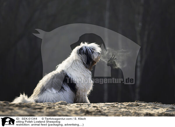 sitting Polish Lowland Sheepdog / SEK-01344