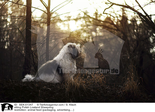 sitting Polish Lowland Sheepdog / SEK-01347