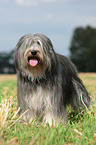 Polish Lowland Sheepdog