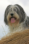 Polish Lowland Sheepdog