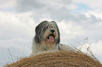 Polish Lowland Sheepdog