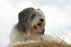 Polish Lowland Sheepdog