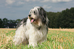 Polish Lowland Sheepdog