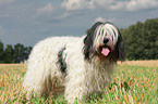 Polish Lowland Sheepdog