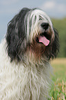 Polish Lowland Sheepdog