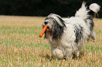 Polish Lowland Sheepdog