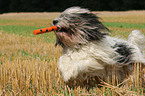 Polish Lowland Sheepdog