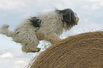 Polish Lowland Sheepdog