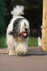 Polish Lowland Sheepdog