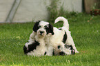 Polish Lowland Sheepdog puppy