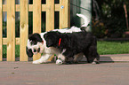 Polish Lowland Sheepdog puppy