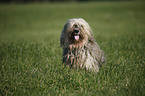 Polish lowland sheepdog