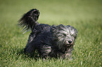 Polish lowland sheepdog