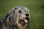 Polish lowland sheepdog