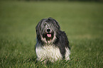 Polish lowland sheepdog