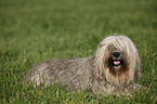 Polish lowland sheepdog