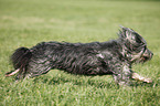 Polish lowland sheepdog