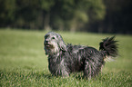 Polish lowland sheepdog