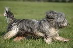 Polish lowland sheepdog