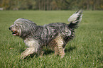 Polish lowland sheepdog