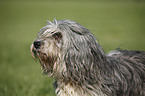 Polish lowland sheepdog