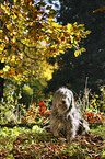 Polish lowland sheepdog