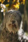 Polish lowland sheepdog