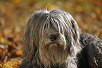 Polish lowland sheepdog