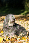 Polish lowland sheepdog