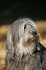 Polish lowland sheepdog