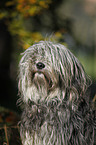 Polish lowland sheepdog