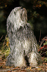 Polish lowland sheepdog